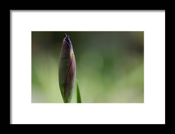 Iris Framed Print featuring the photograph Today A Bud - Purple Iris by Debbie Oppermann