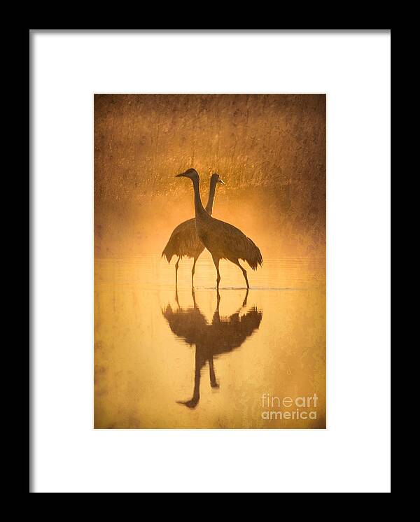 Bird Framed Print featuring the photograph Together by Alice Cahill