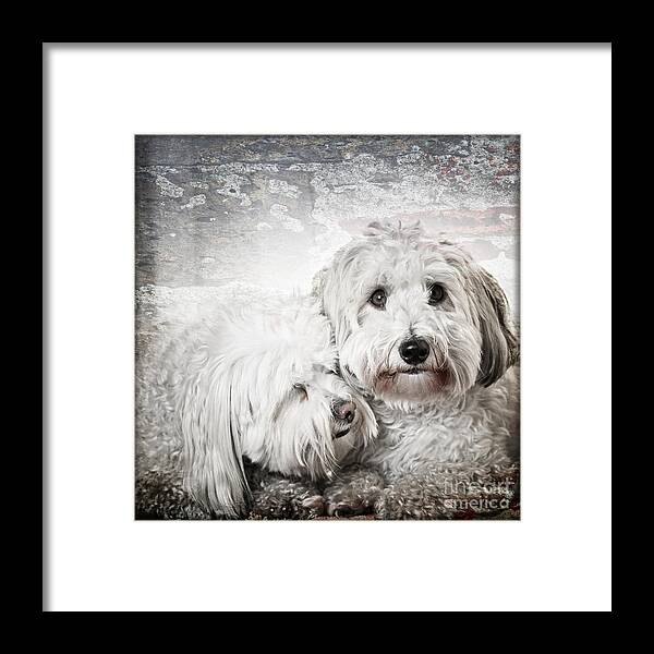 Dogs Framed Print featuring the photograph Together by Elena Elisseeva