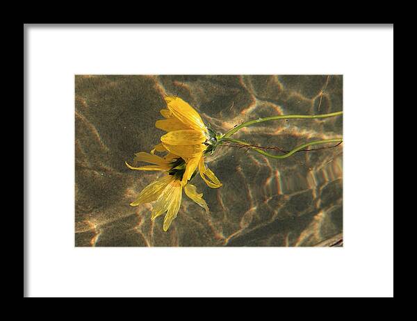 Flowers Framed Print featuring the photograph Together by Ellery Russell