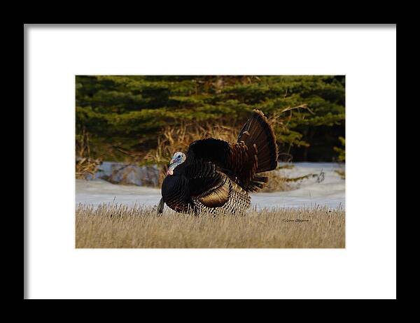 Turkey Framed Print featuring the photograph Tom Turkey by Steven Clipperton