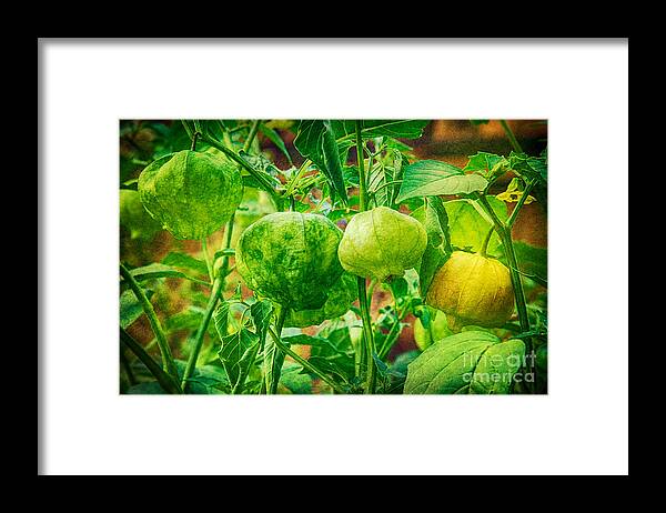 Tomatillo Framed Print featuring the photograph Tomatillos by James BO Insogna