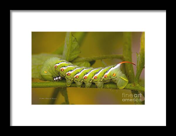 Hawk Moth Framed Print featuring the photograph Tomato Hornworm by Richard J Thompson 