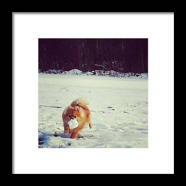 Snowballretriever Framed Print featuring the photograph Too Cute For Words! #snowballretriever by Nicole Beck