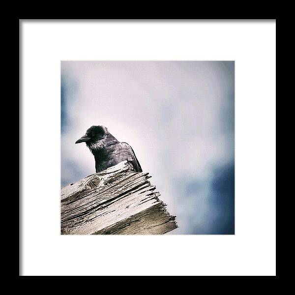 Beautiful Framed Print featuring the photograph Took This Shot, What Bird Is by Julius Famadico