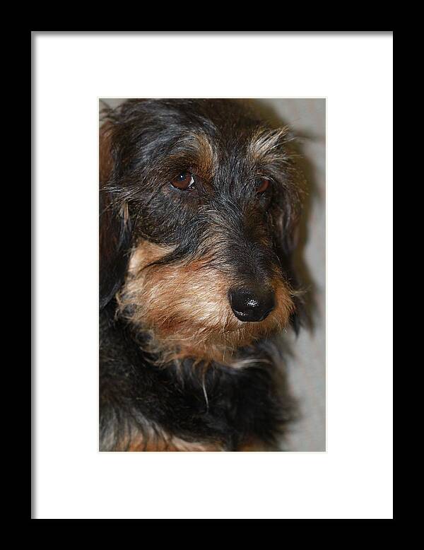 Wirehaired Dachshund Framed Print featuring the photograph Top Dog Wirehaired Dachshund in Wooster Ohio by Andrea Lazar