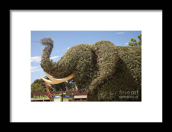 San Diego Framed Print featuring the photograph Topiary Elephant by Brenda Kean