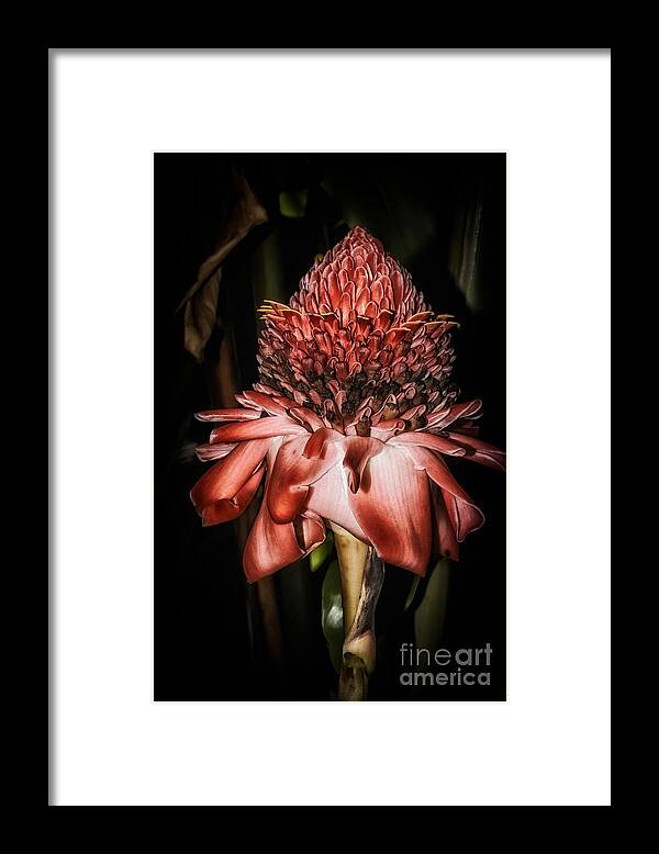 Al Andersen Framed Print featuring the photograph Torch Ginger 1 by Al Andersen