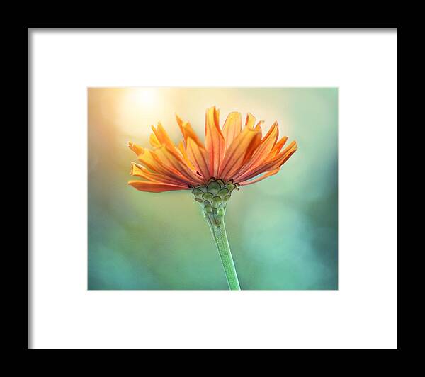 Orange Flower Framed Print featuring the photograph Torch Song by Amy Tyler