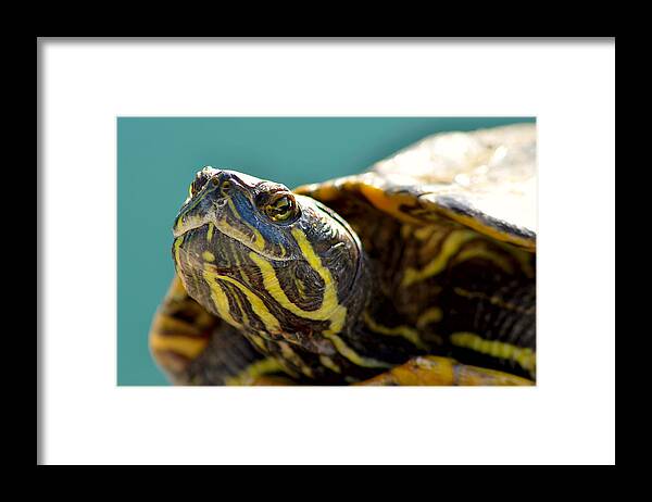 Tortoise Framed Print featuring the photograph Tortoise by Camille Lopez