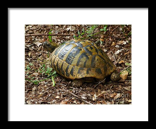 Tortoise Framed Print featuring the photograph Tortoise - Montenegro by Phil Banks