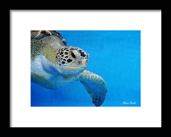 Turtle Framed Print featuring the photograph Tortuga by Maria Nesbit