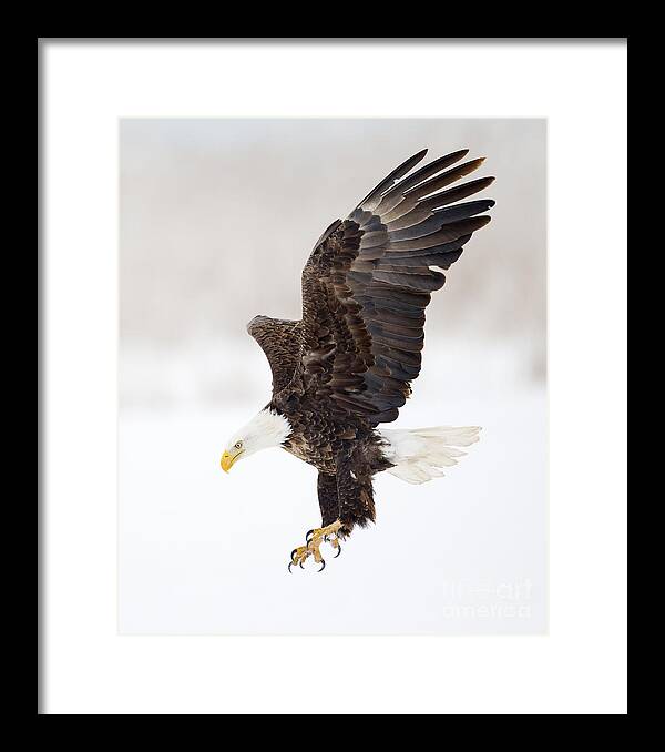 Bald Framed Print featuring the photograph Touch Down by John Blumenkamp