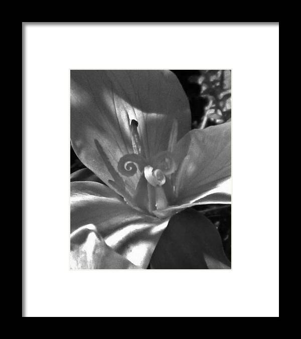 Flowers Framed Print featuring the photograph Touch of Shadow Trillium by Charles Lucas