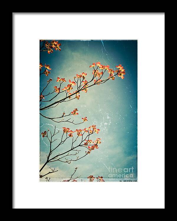 Dogwood Framed Print featuring the photograph Touch the Sky by Colleen Kammerer