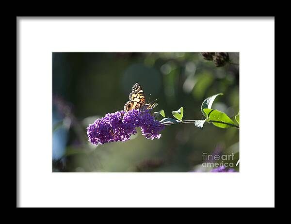 Butterfly Framed Print featuring the photograph Touchdown by Affini Woodley