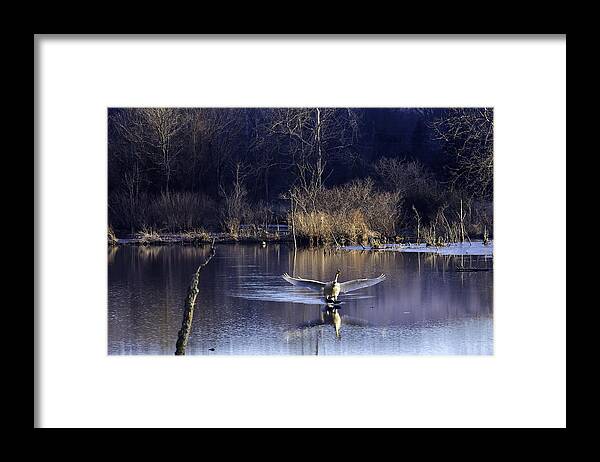 Trumpeter Swan Framed Print featuring the photograph Touchdown Trumpeter Swan by Michael Dougherty