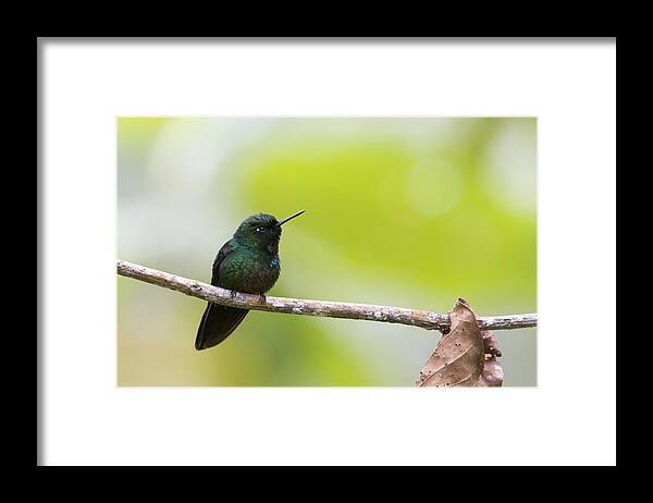 Tourmaline Sunangel Framed Print featuring the photograph Tourmaline Sunangel hummingbird by Tony Mills