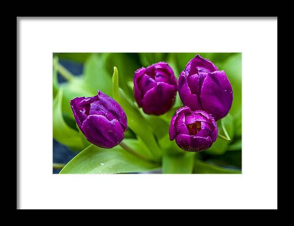 Tulip Framed Print featuring the photograph Towards You. Purple Tulips by Jenny Rainbow