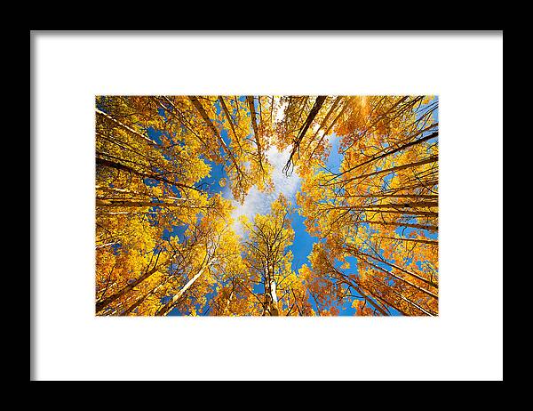 Aspens Framed Print featuring the photograph Towering Aspens by Darren White