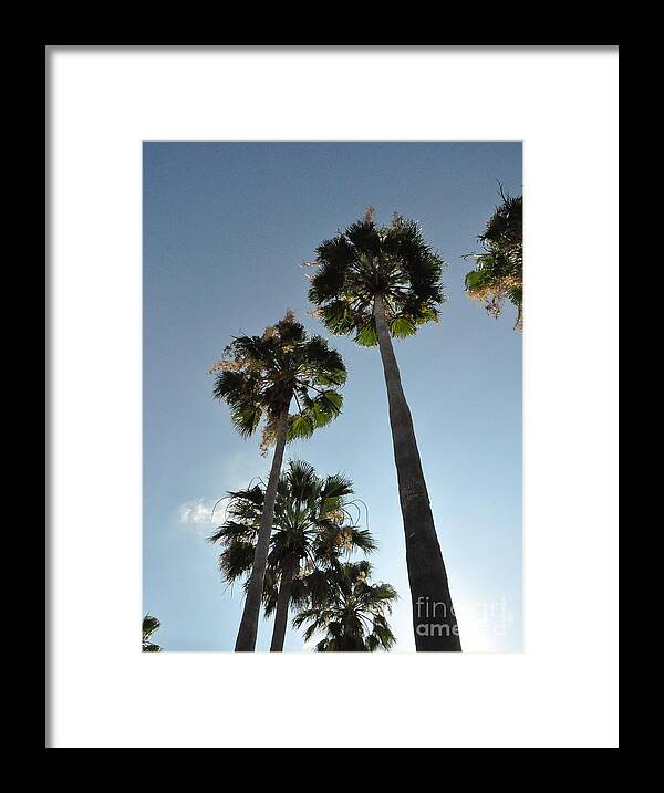 Palm Trees Framed Print featuring the photograph Towering Palms by John Black