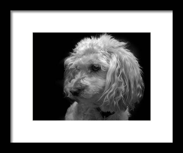 Dog Framed Print featuring the photograph Toy Poodle by Nathan Abbott