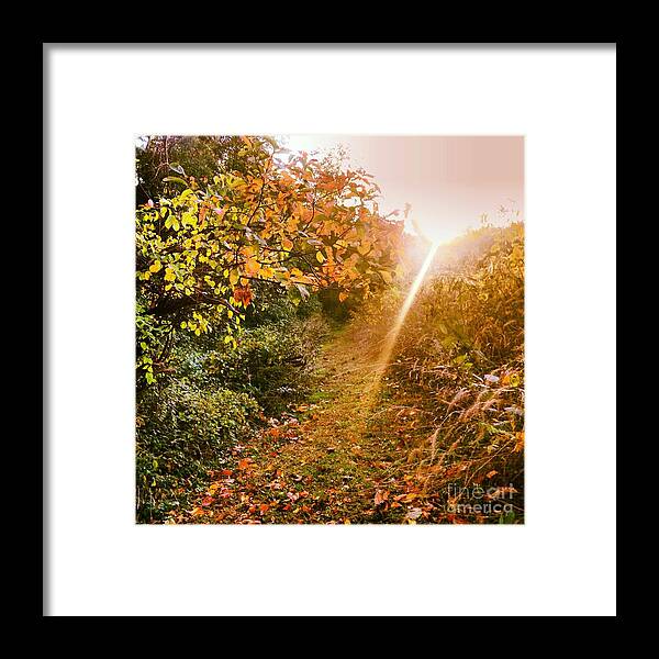 Light Framed Print featuring the photograph Fall Trail by Angela Rath
