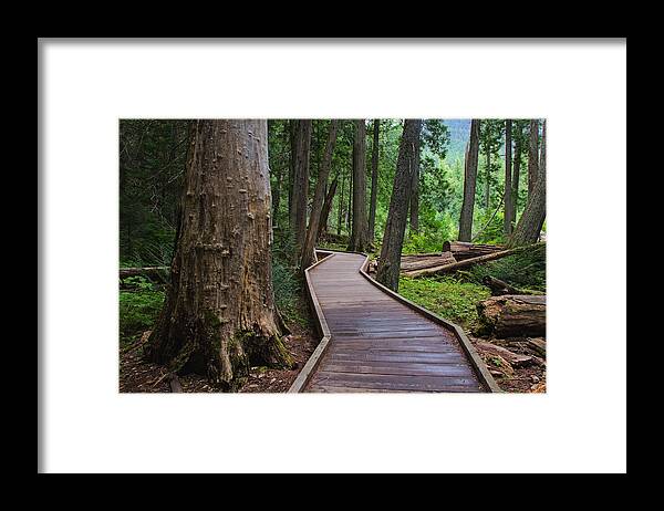 Landscape Framed Print featuring the photograph Trail of the Cedars by Darlene Bushue