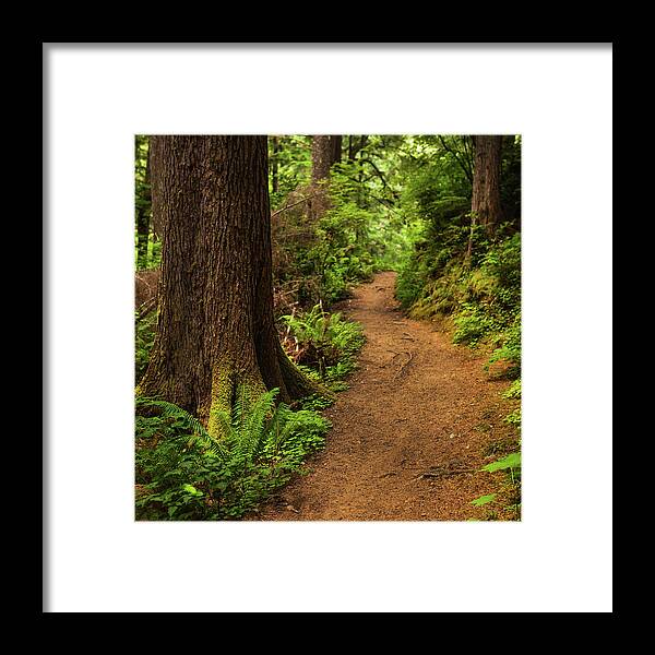 Scenics Framed Print featuring the photograph Trail Through Forest by Andipantz