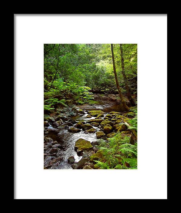 Trees Framed Print featuring the photograph Tranquility by Brian Tada