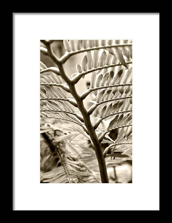 Botanical Framed Print featuring the photograph Translucidity by Melinda Ledsome
