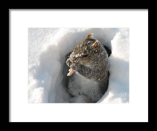 Squirrel Framed Print featuring the photograph Treasure Found by Roxy Riou