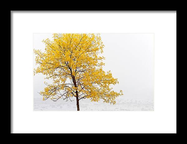 Autumn Framed Print featuring the photograph Tree #1 by U Schade