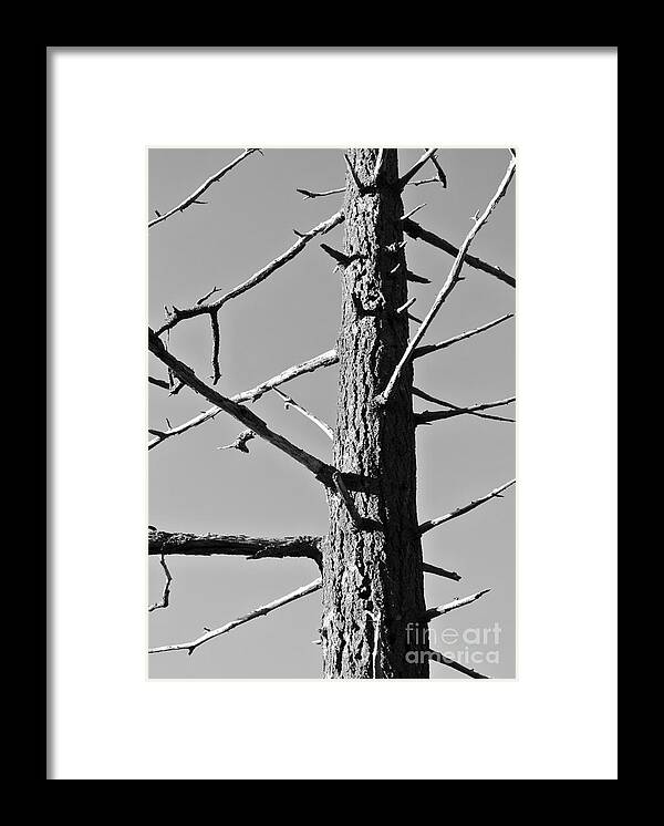  Framed Print featuring the photograph Tree Ancestor by Sharron Cuthbertson