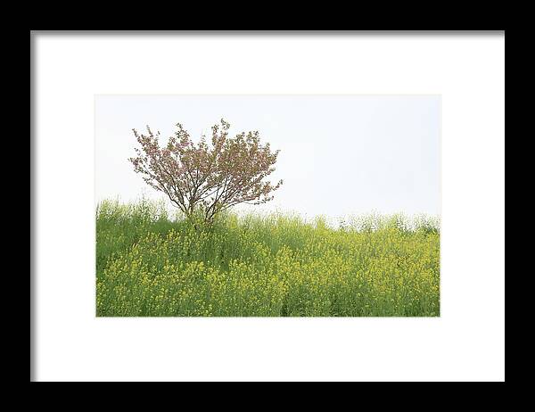 Scenics Framed Print featuring the photograph Tree At Cherry Yellow Field by Tsuntsun