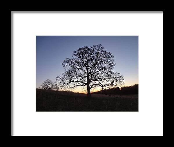 Tree Framed Print featuring the photograph Tree at Dawn by Michael Porchik