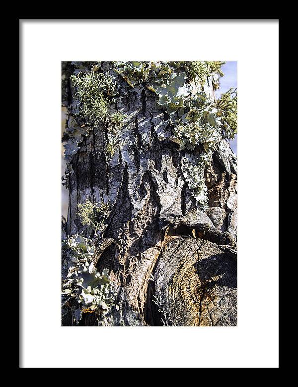Tree Framed Print featuring the photograph Tree Bark along the Chattahoochee River Georgia by Ginette Callaway