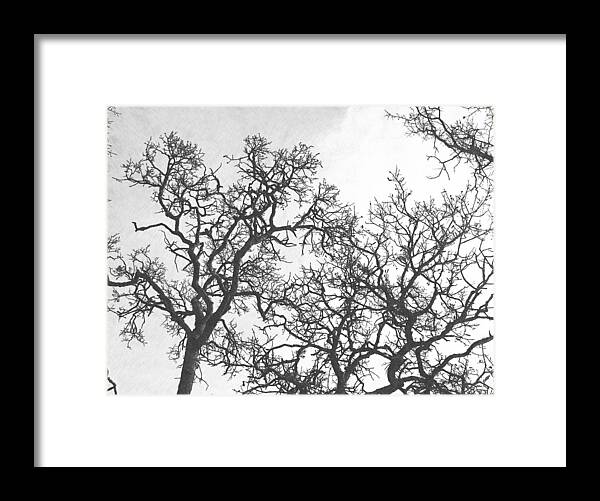 Tree Branches Framed Print featuring the photograph Tree Branches by Frank Wilson