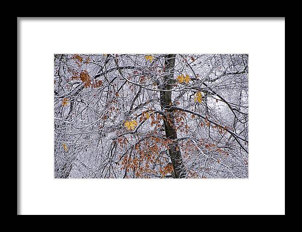 Snow Framed Print featuring the photograph Tree Branches with Winter Snowfall in Garfield Park by Randall Nyhof