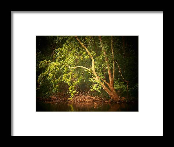 Tree Framed Print featuring the photograph Tree by the Cacapon by Joyce Kimble Smith