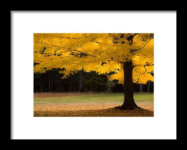 Autumn Foliage New England Framed Print featuring the photograph Tree canopy glowing in the morning sun by Jeff Folger