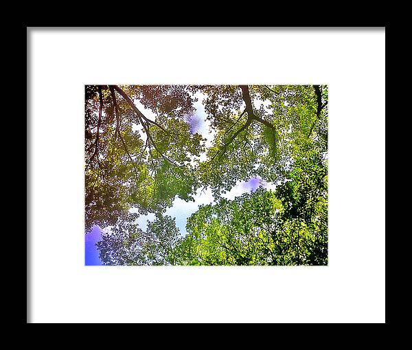 Digital Photography Framed Print featuring the photograph Tree Canopy by Linda N La Rose