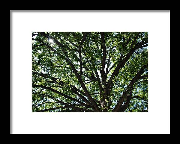 Tree Framed Print featuring the photograph Tree Canopy Sunburst by Kenny Glover