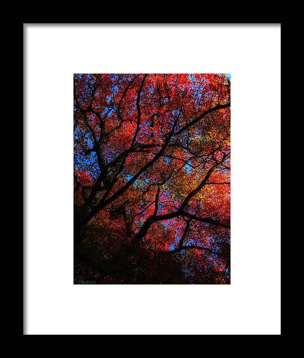Tree Framed Print featuring the photograph Tree Color Blast by Joseph Hedaya