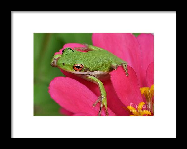 Frog Framed Print featuring the photograph Tree Frog On A Pink Flower by Kathy Baccari