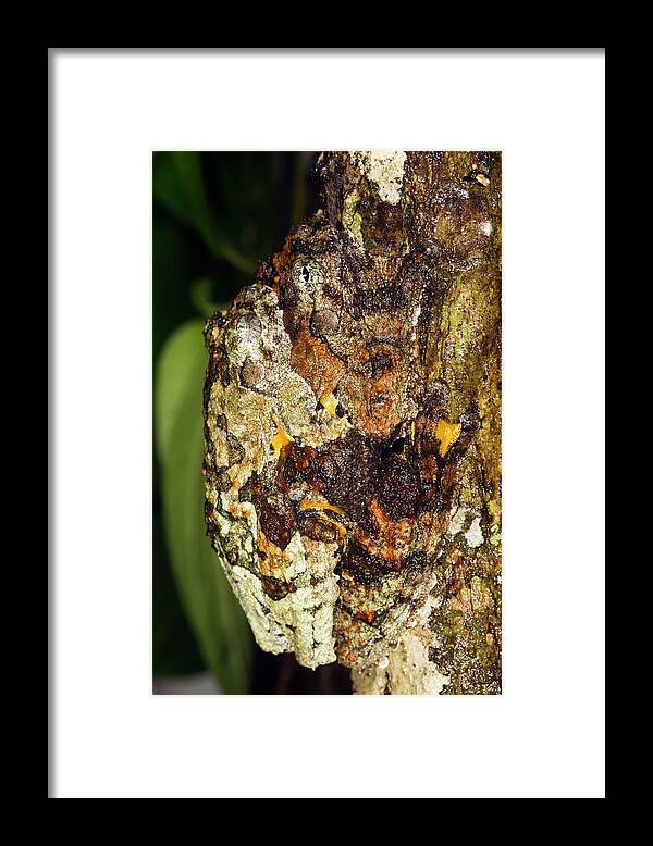 Hyla Marmorata Framed Print featuring the photograph Tree Frogs Mating by Dr Morley Read/science Photo Library