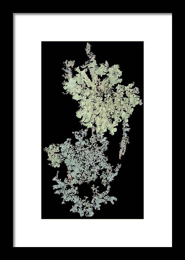Tree Fungus Framed Print featuring the photograph Tree Fungus by David Yocum
