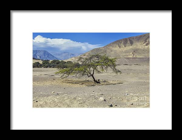 Tree Framed Print featuring the photograph Tree in desert by Patricia Hofmeester