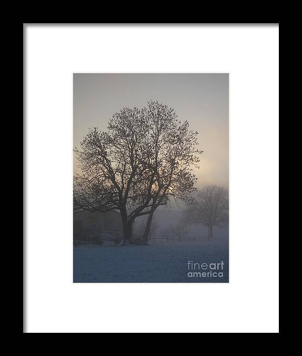 Tree Framed Print featuring the photograph Tree in the foggy winter landscape by Amanda Mohler