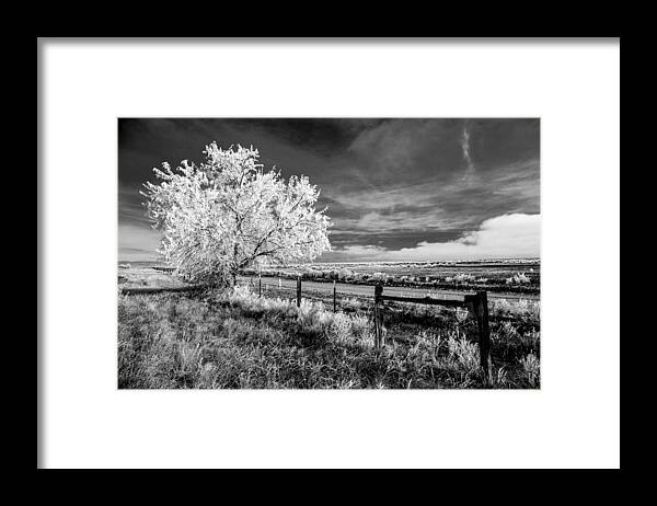 Tree Framed Print featuring the photograph Tree in Winter by Jim Snyder